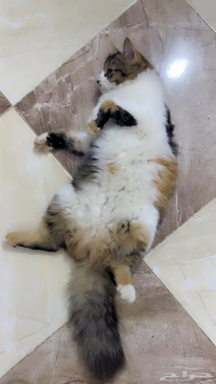 القطه سكره للتبني 1