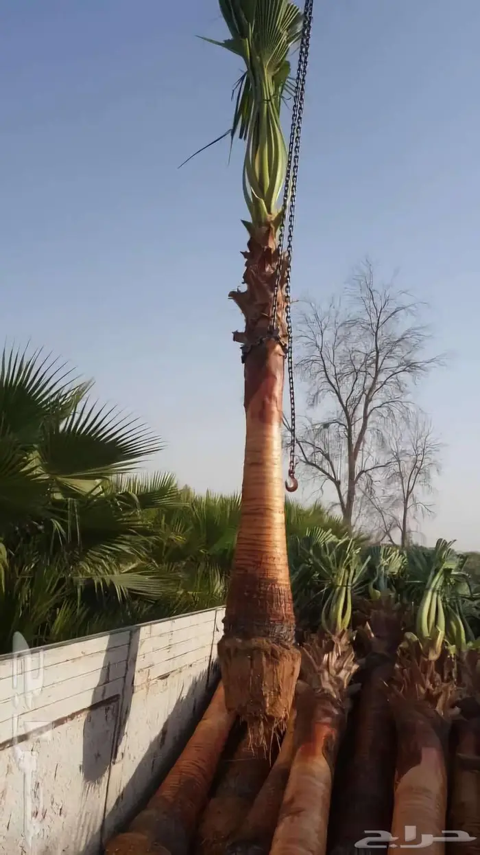 نخل واشنطني ونخل ملوكي للبيع 5