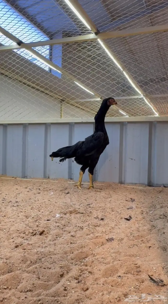 دجاجه شامو هزاز 0