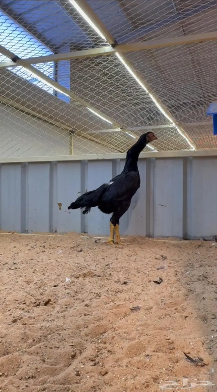 دجاجه شامو هزاز 2