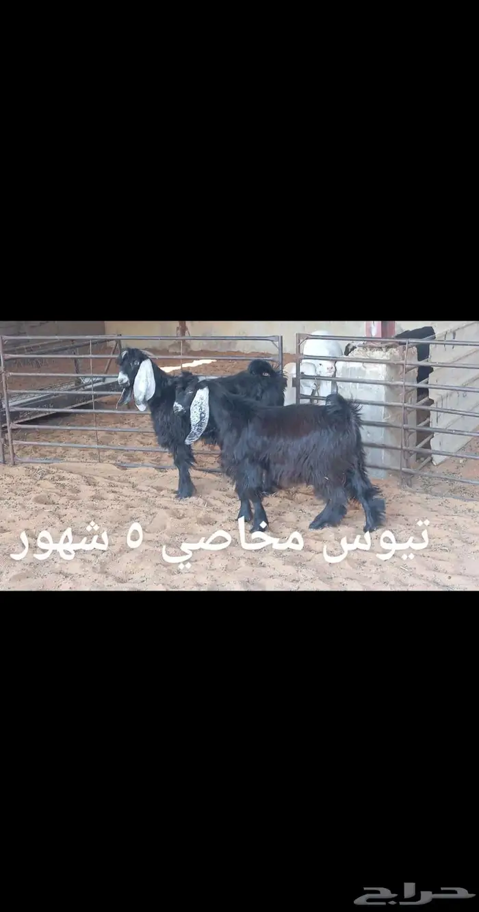 ذبايح .. مع الذبح والتوصيل 3