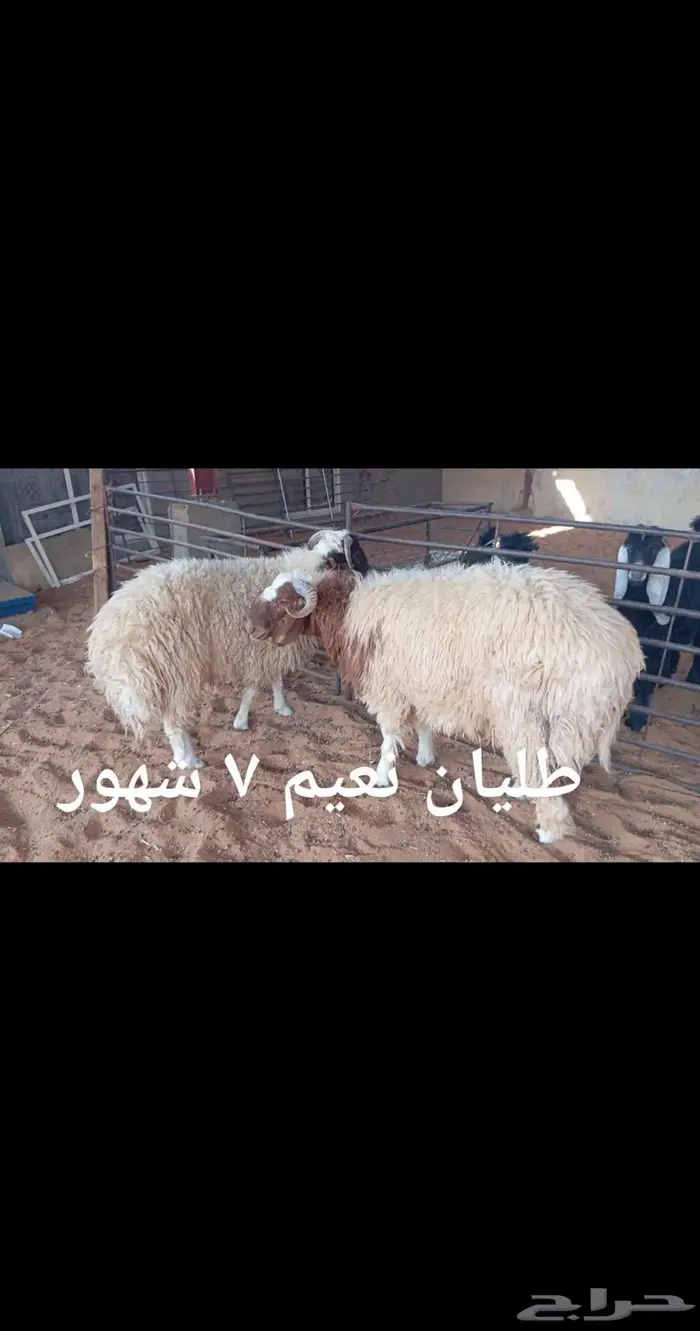 ذبايح .. مع الذبح والتوصيل 5