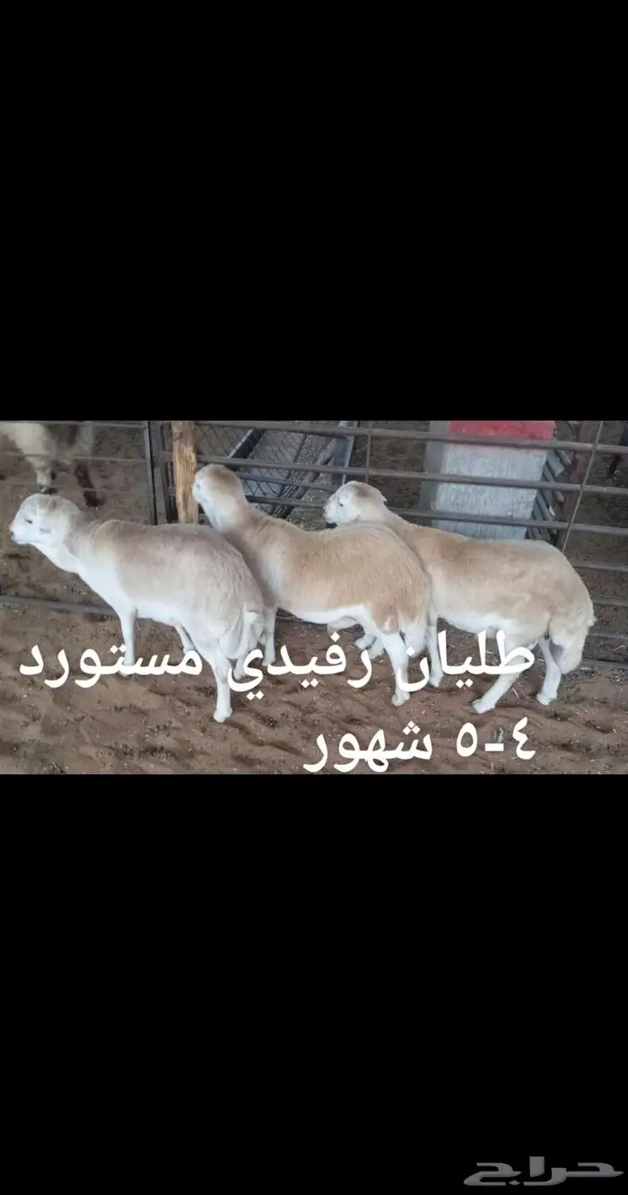 ذبايح .. مع الذبح والتوصيل 6