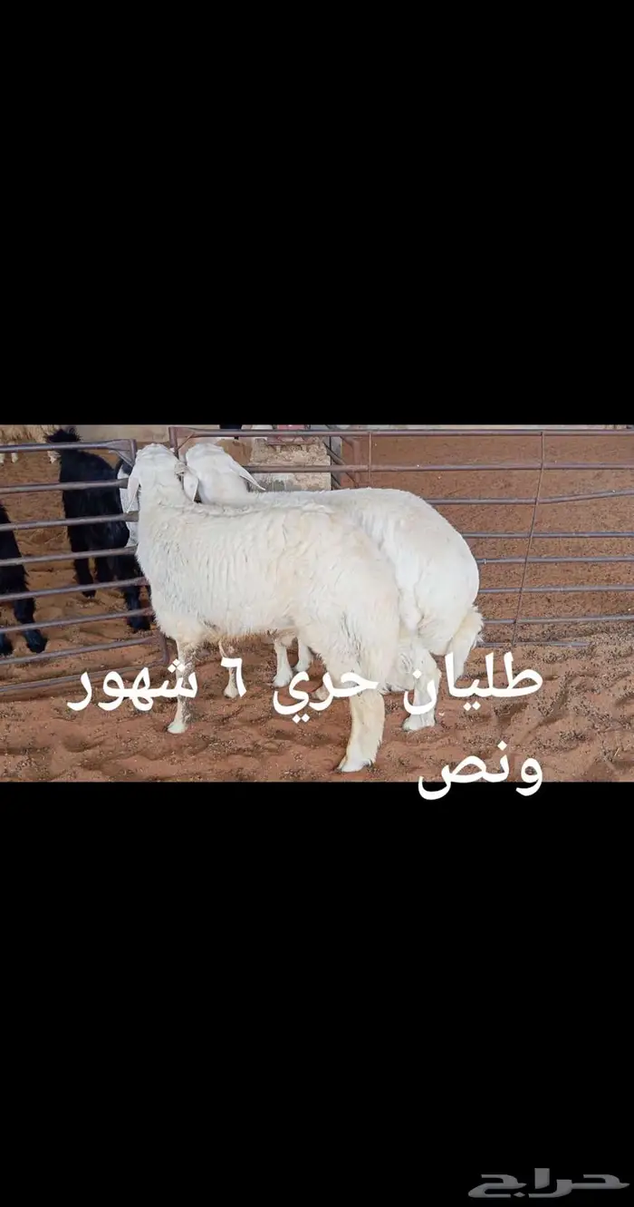 ذبايح .. مع الذبح والتوصيل 7