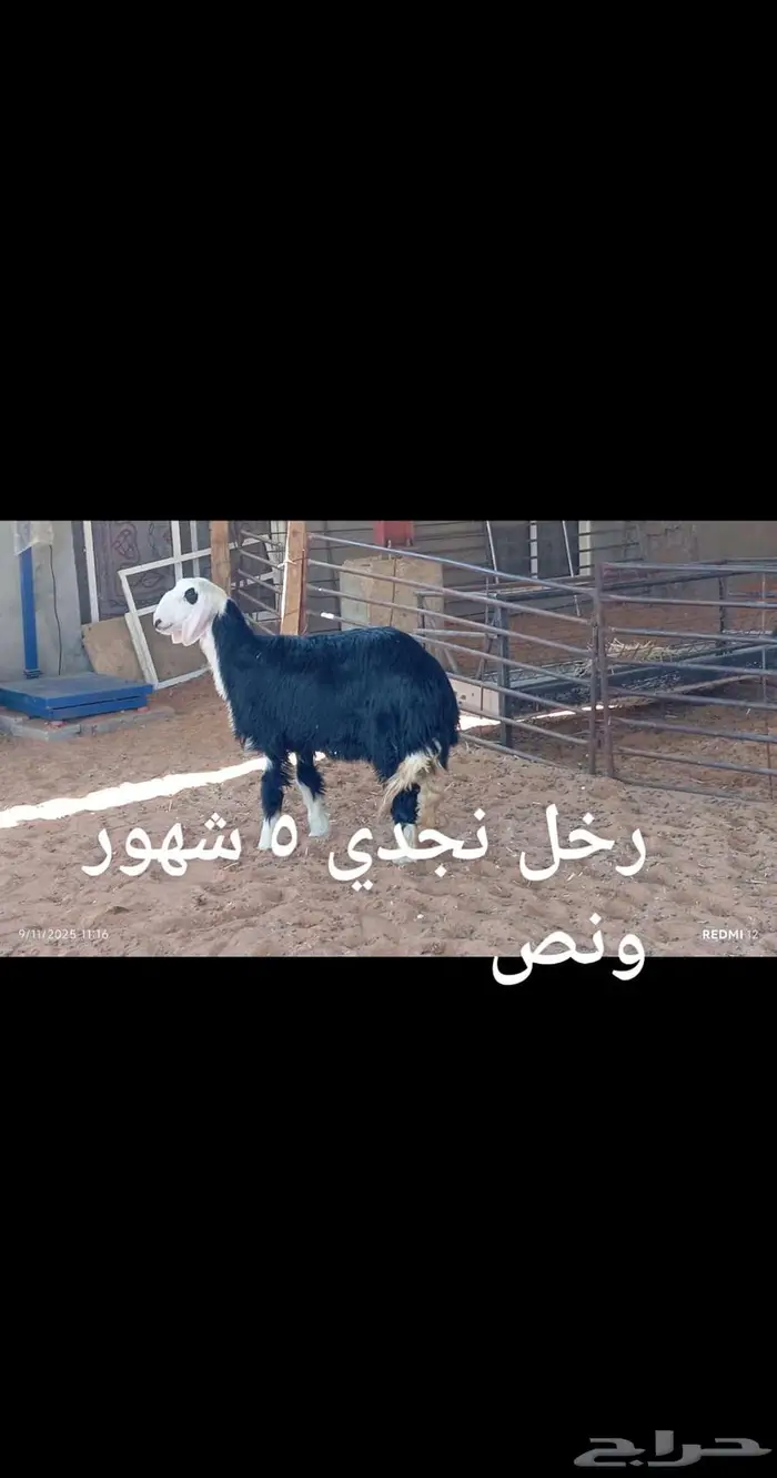 ذبايح .. مع الذبح والتوصيل 8