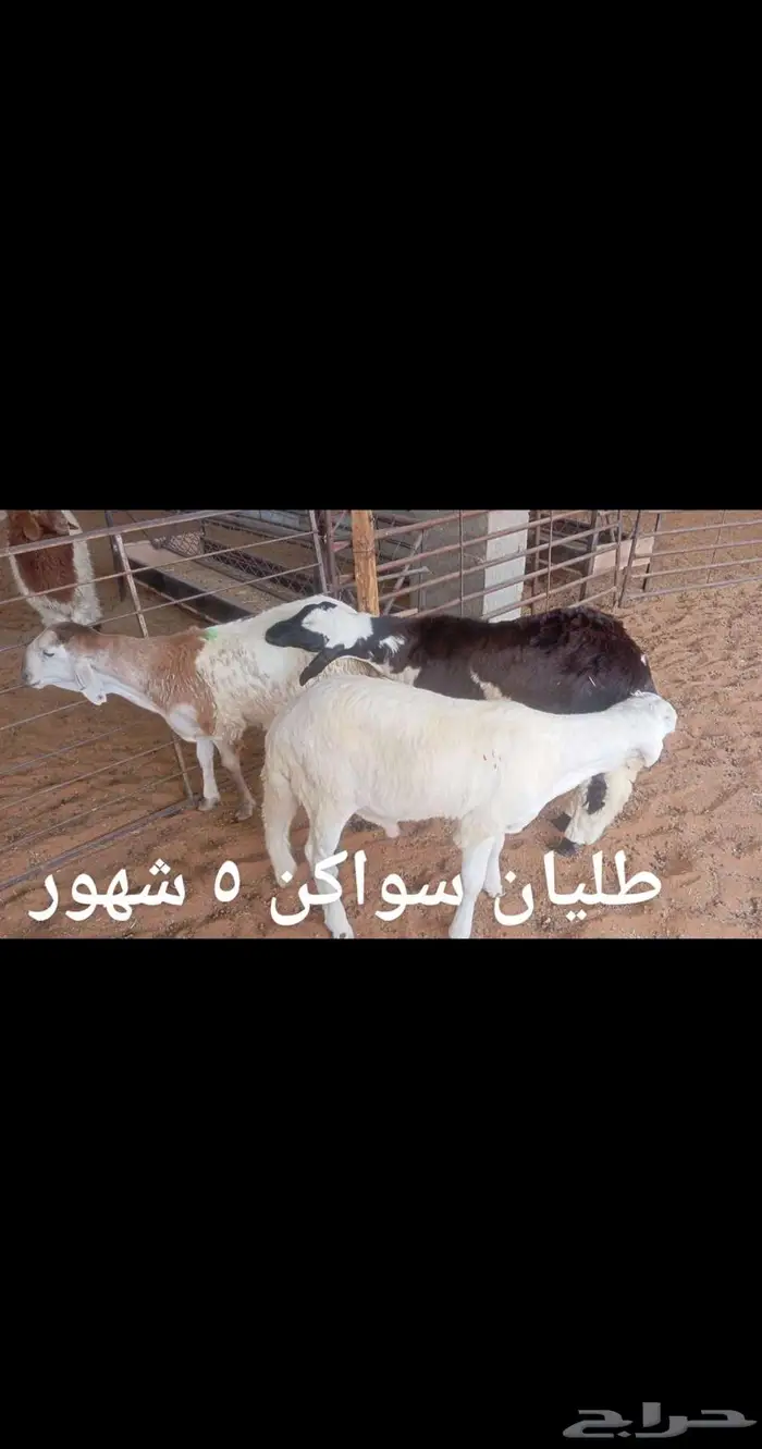 ذبايح .. مع الذبح والتوصيل 1