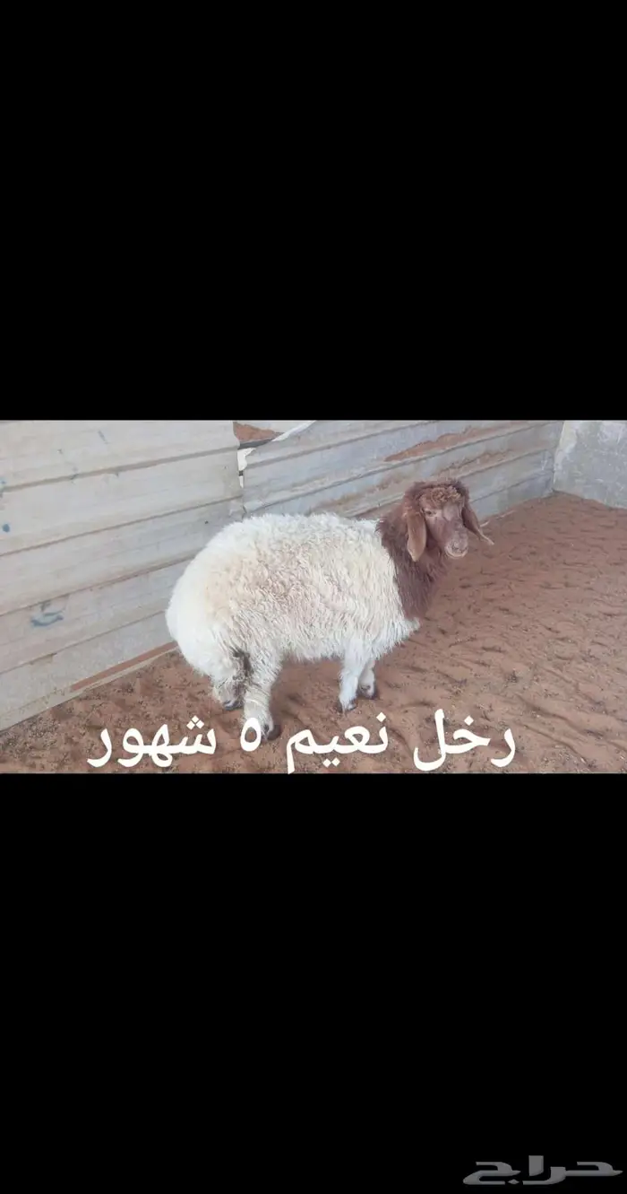 ذبايح .. مع الذبح والتوصيل 0