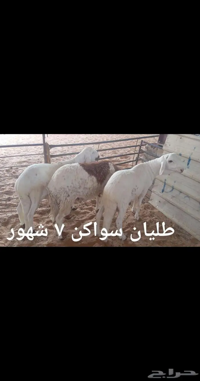 ذبايح .. مع الذبح والتوصيل 2