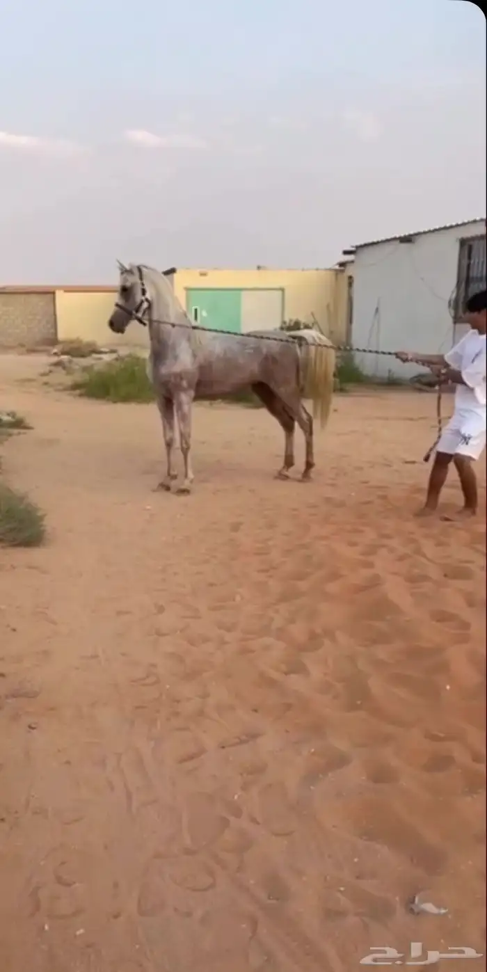 حصان بيع شعبي 2