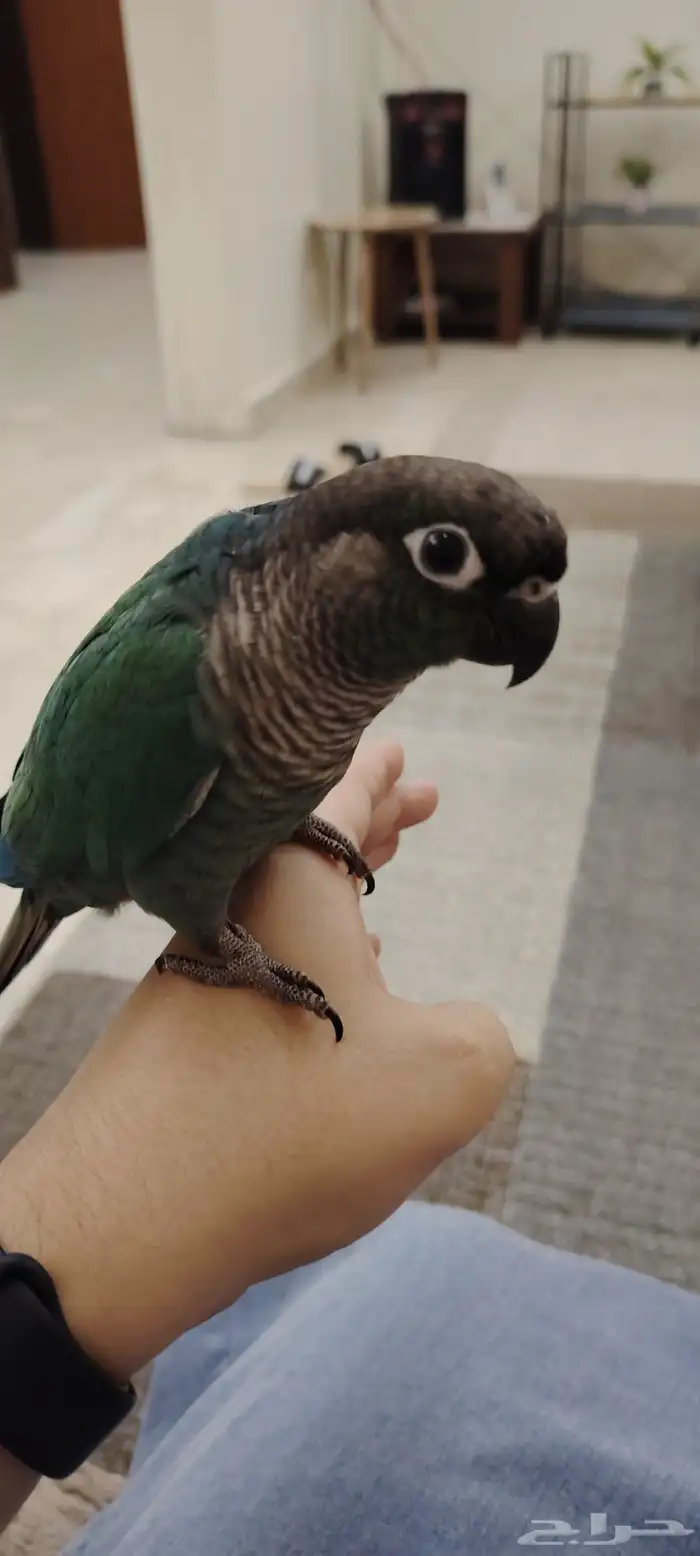 ببغاء كنيور بلو شيك أنثى 3