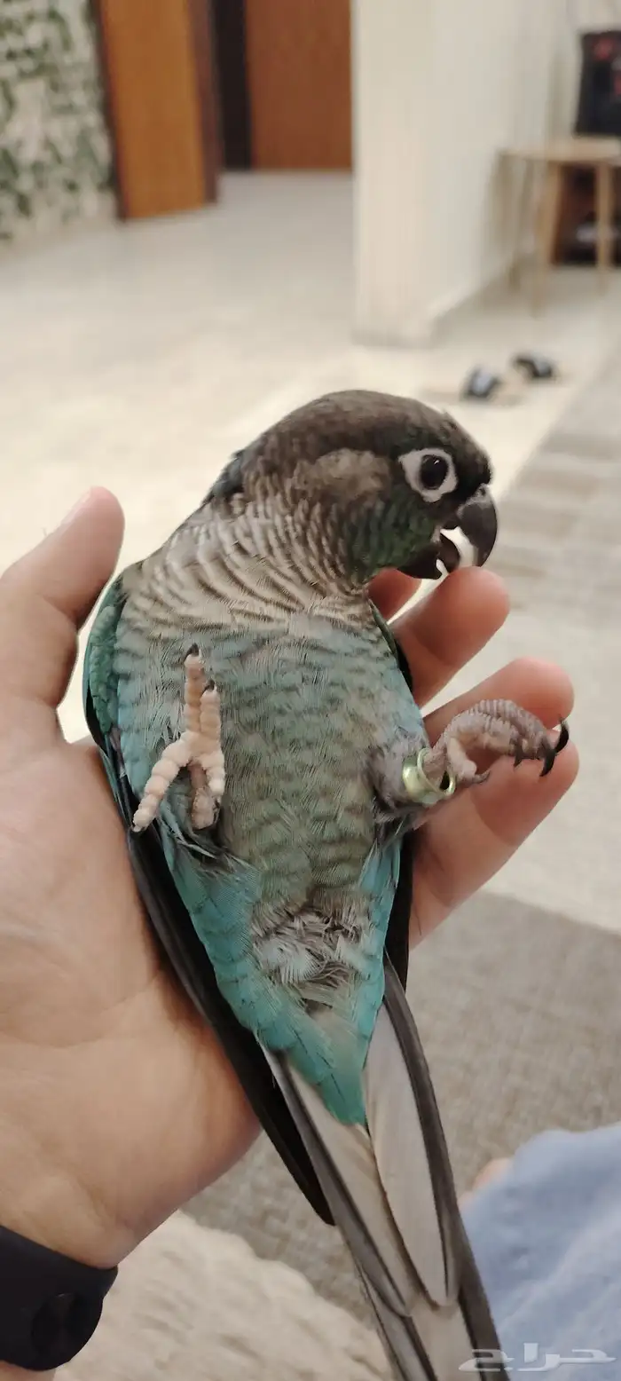 ببغاء كنيور بلو شيك أنثى 7