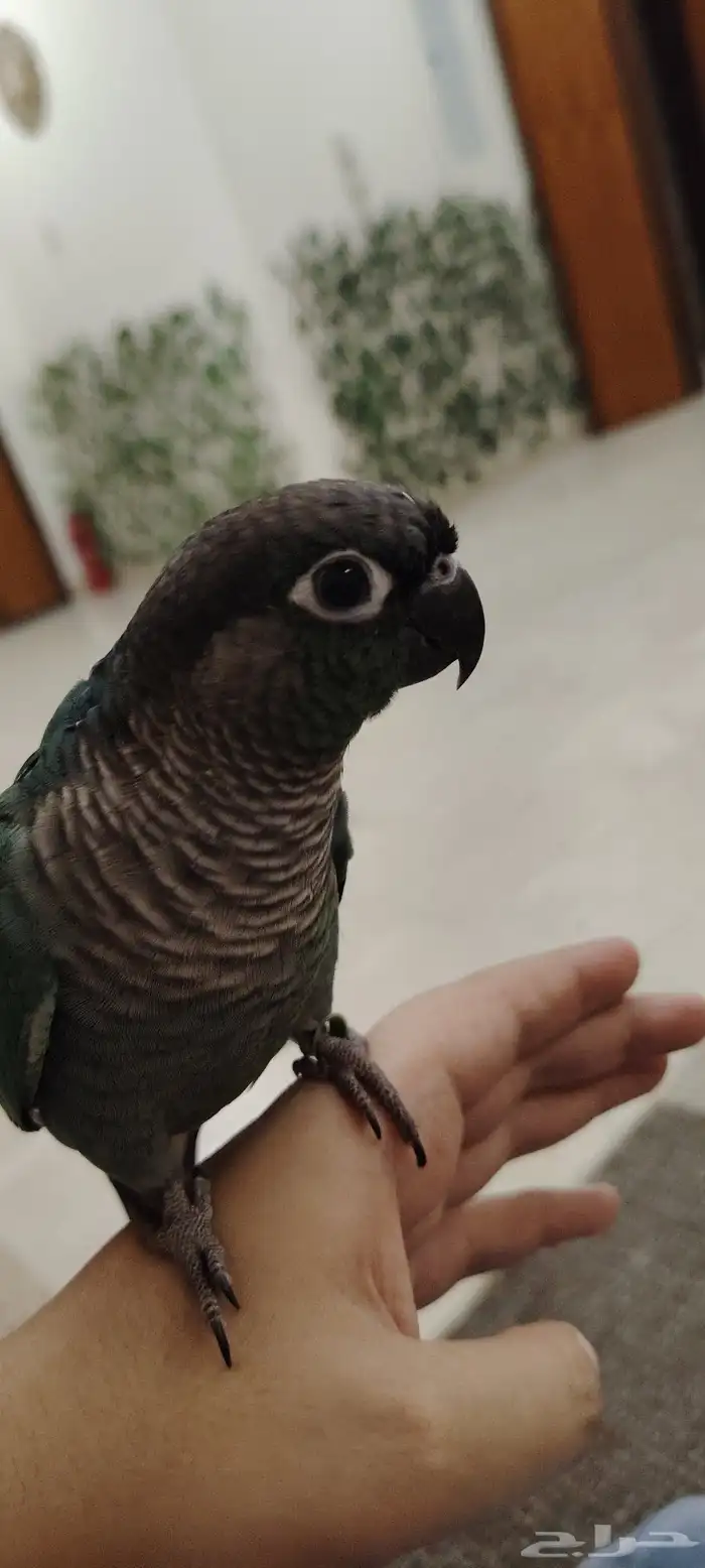 ببغاء كنيور بلو شيك أنثى 5