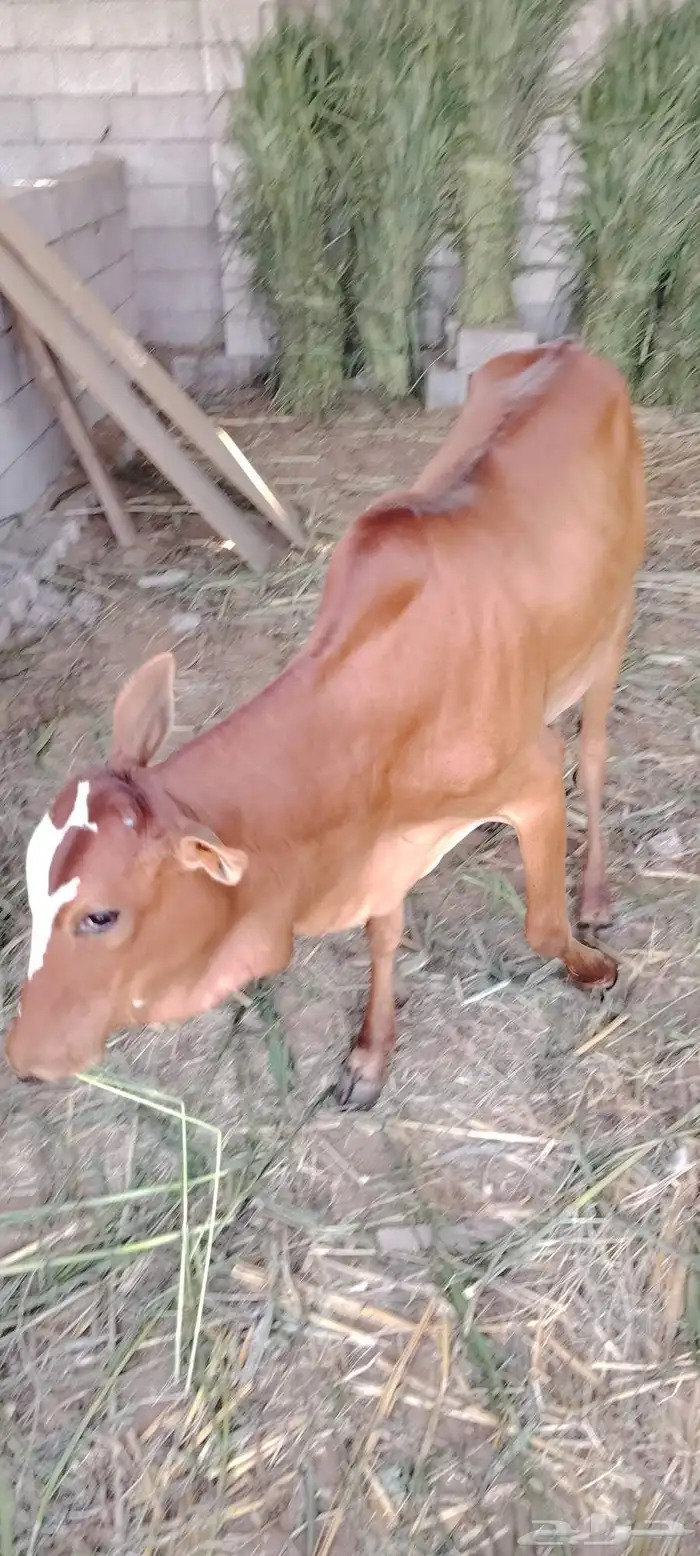 السلام عليكم ورحمة الله وبركاته للبيع ثلاث خبيش مقني شي طيب 0