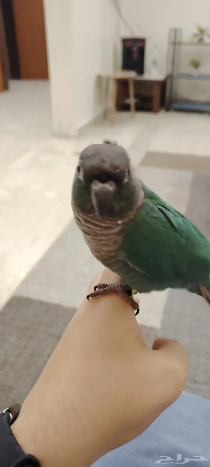 ببغاء كنيور بلو شيك أنثى 4