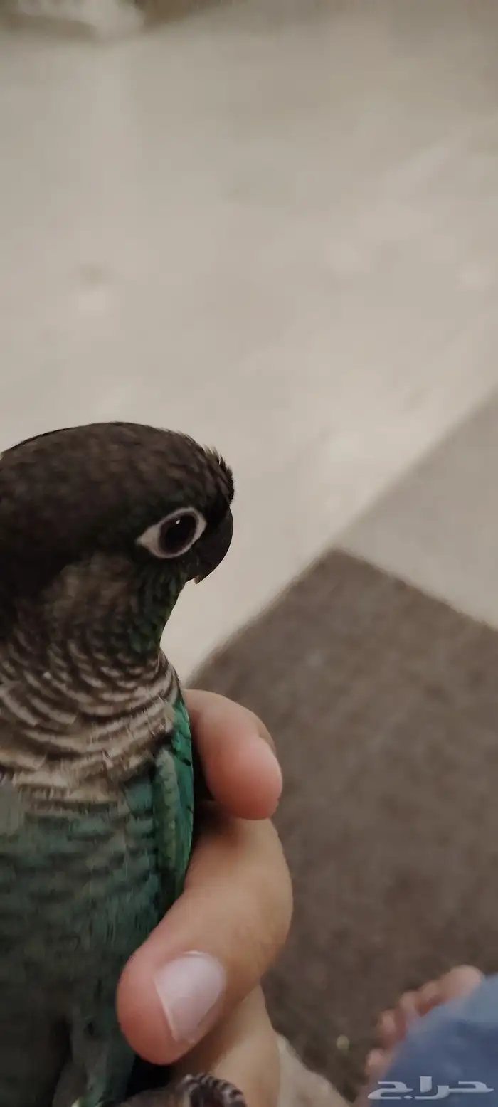 ببغاء كنيور بلو شيك أنثى 8