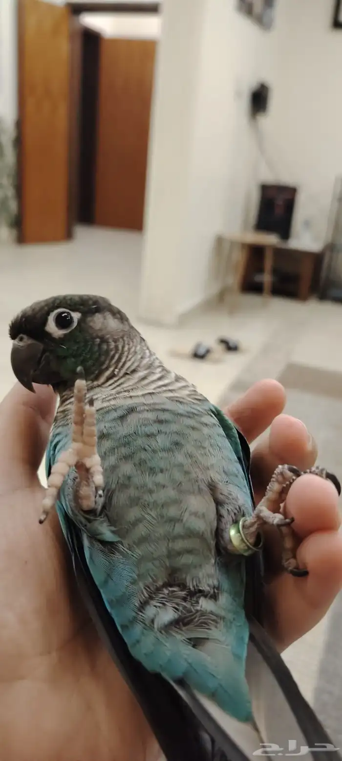 ببغاء كنيور بلو شيك أنثى 9