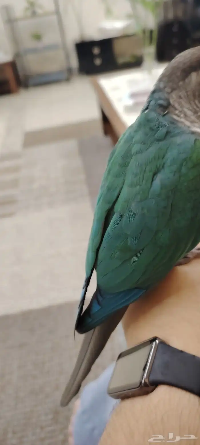 ببغاء كنيور بلو شيك أنثى 6