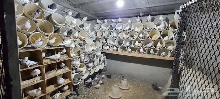 للبيع جوز حمام 1