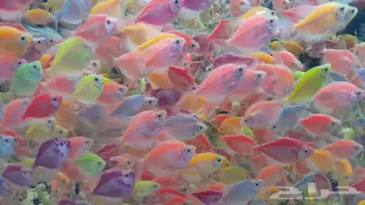 اسماك زينة جملة index