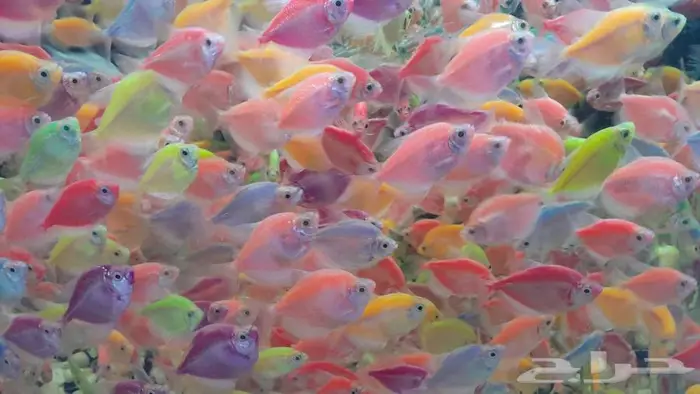 اسماك زينة جملة 4