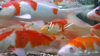 اسماك زينة جملة index