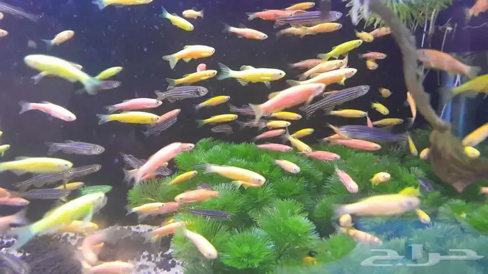 اسماك زينة جملة 12