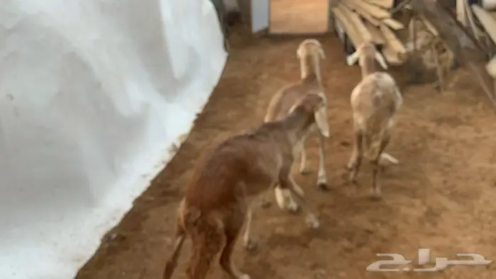 سواكني مرابي 1