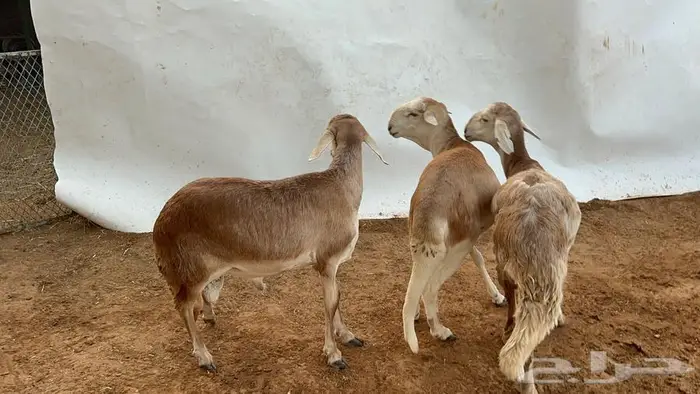 سواكني مرابي 3