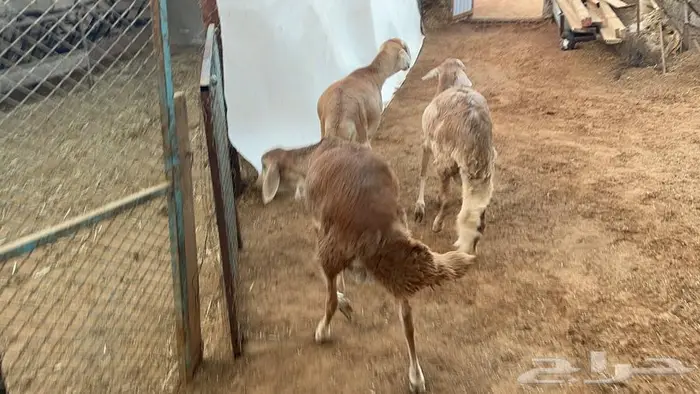 سواكني مرابي 2