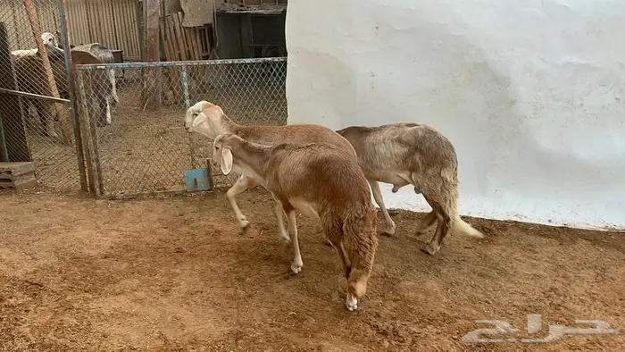 سواكني مرابي 0