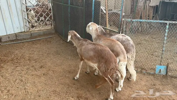 سواكني مرابي 4