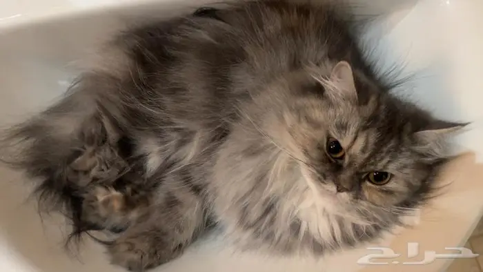 قطه شيرازي للتبني 0