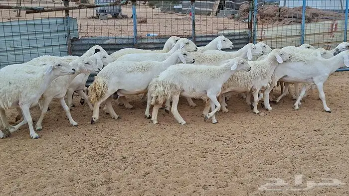 غنم جنب وفيها مفاصيل قريب ولاد 4