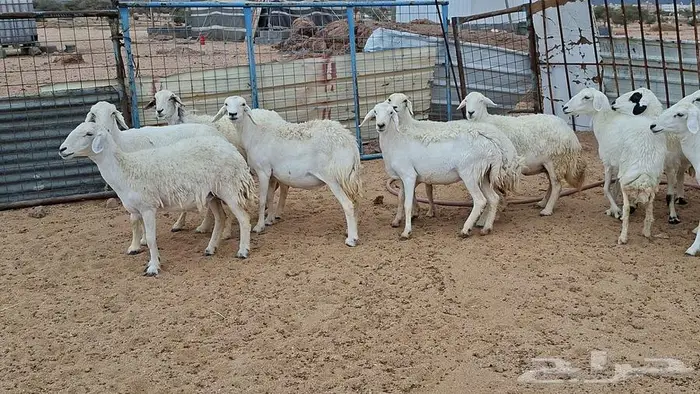غنم جنب وفيها مفاصيل قريب ولاد 1