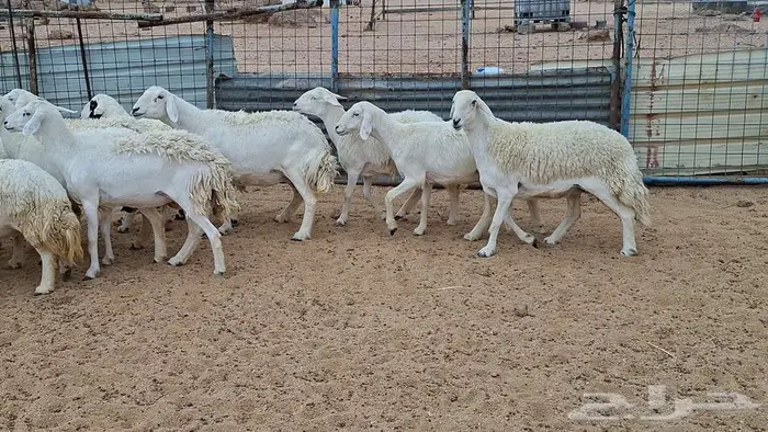 غنم جنب وفيها مفاصيل قريب ولاد 0