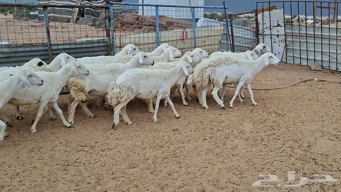 غنم جنب وفيها مفاصيل قريب ولاد 2