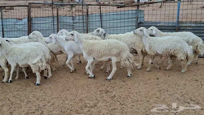 غنم جنب وفيها مفاصيل قريب ولاد 11