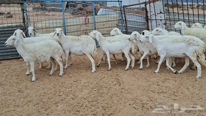 غنم جنب وفيها مفاصيل قريب ولاد 13