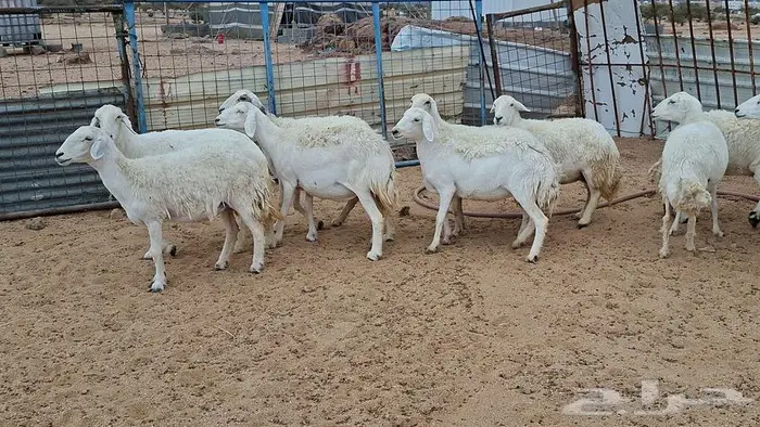 غنم جنب وفيها مفاصيل قريب ولاد 10