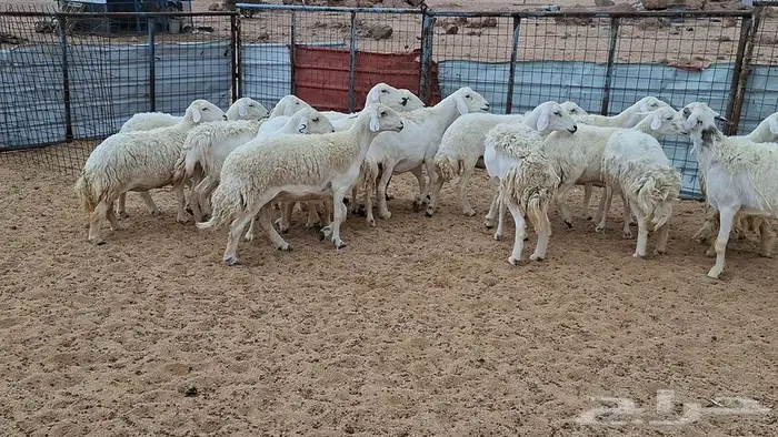 غنم جنب وفيها مفاصيل قريب ولاد 8