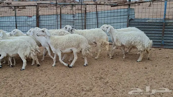 غنم جنب وفيها مفاصيل قريب ولاد 6