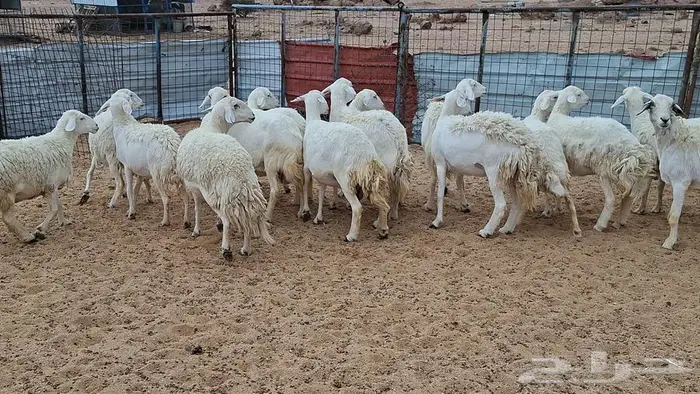 غنم جنب وفيها مفاصيل قريب ولاد 5