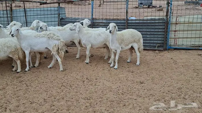 غنم جنب وفيها مفاصيل قريب ولاد 9