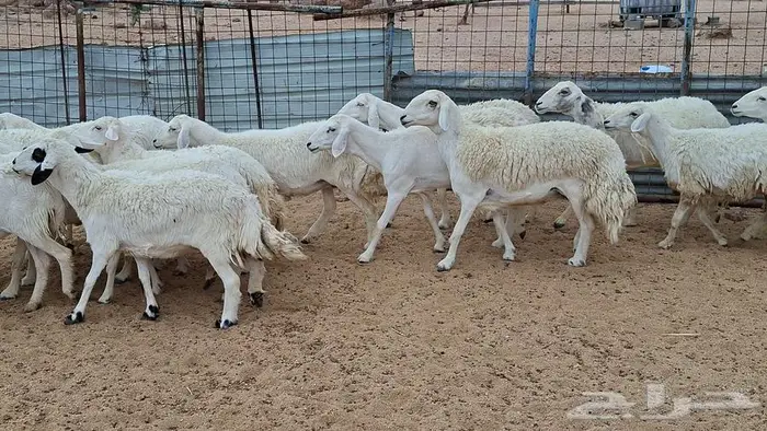 غنم جنب وفيها مفاصيل قريب ولاد 7