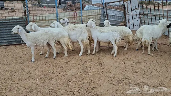 غنم جنب وفيها مفاصيل قريب ولاد 12