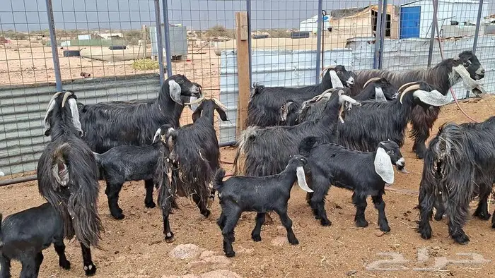 معزا عوارض صنف 1