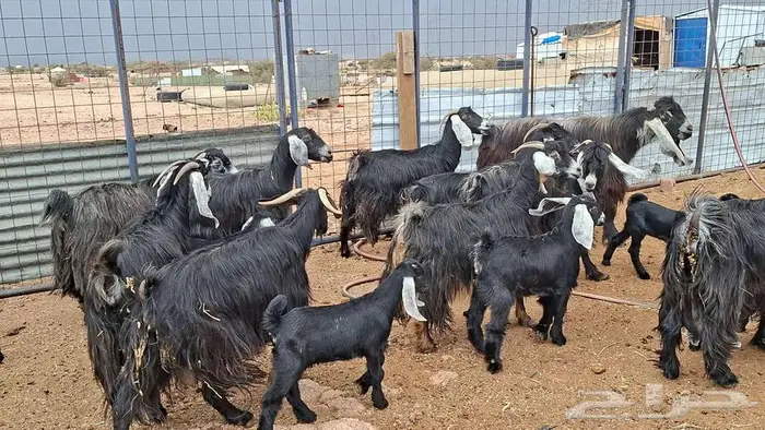 معزا عوارض صنف 3