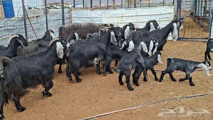 معزا عوارض صنف 2