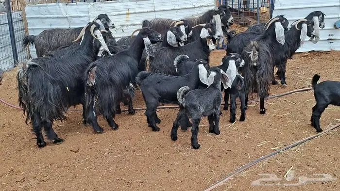 معزا عوارض صنف 6