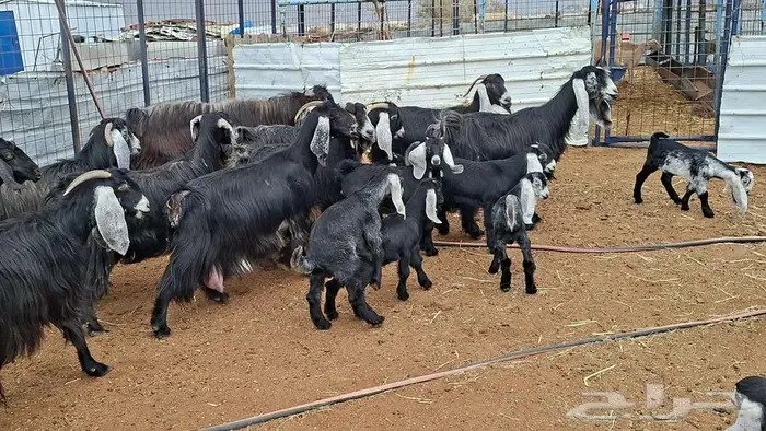 معزا عوارض صنف 4